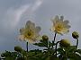 Anemone nemorosa Hilda2